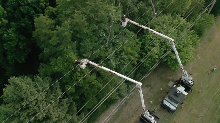 New Haven, MI Tree Removal Company